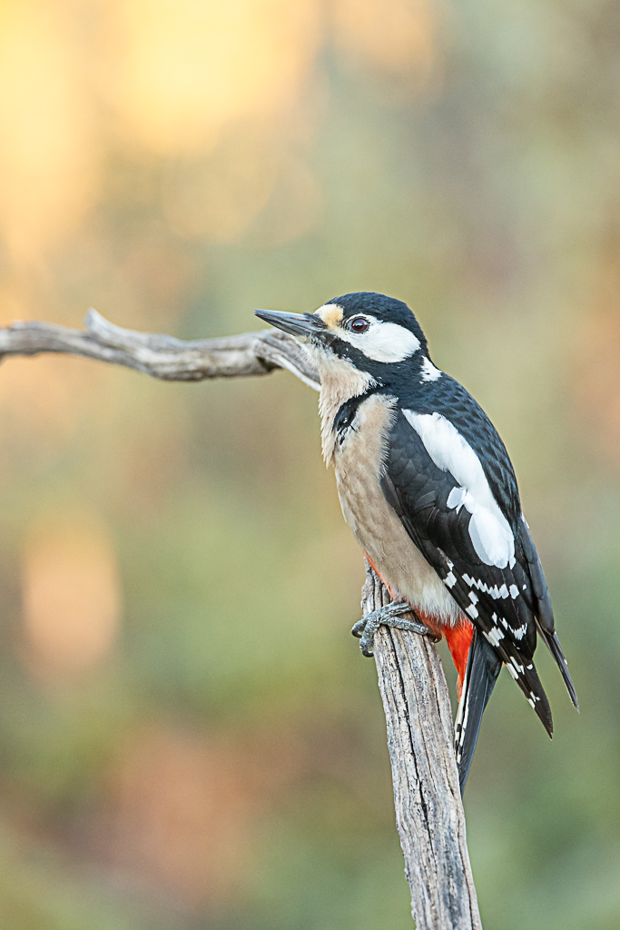 Fotografía de un pájaro
