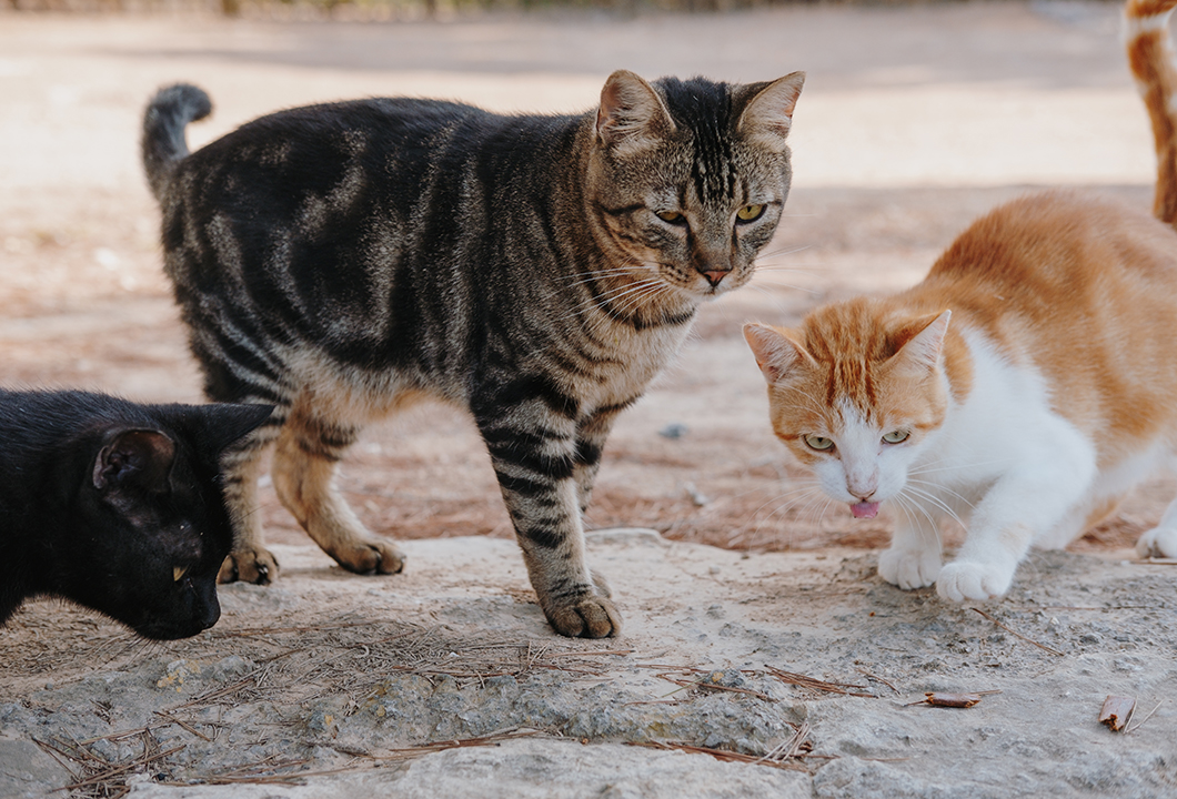 Gatos