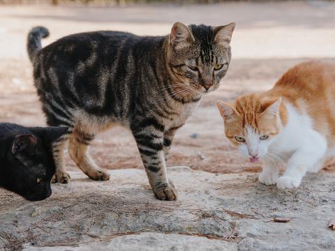 Gatos